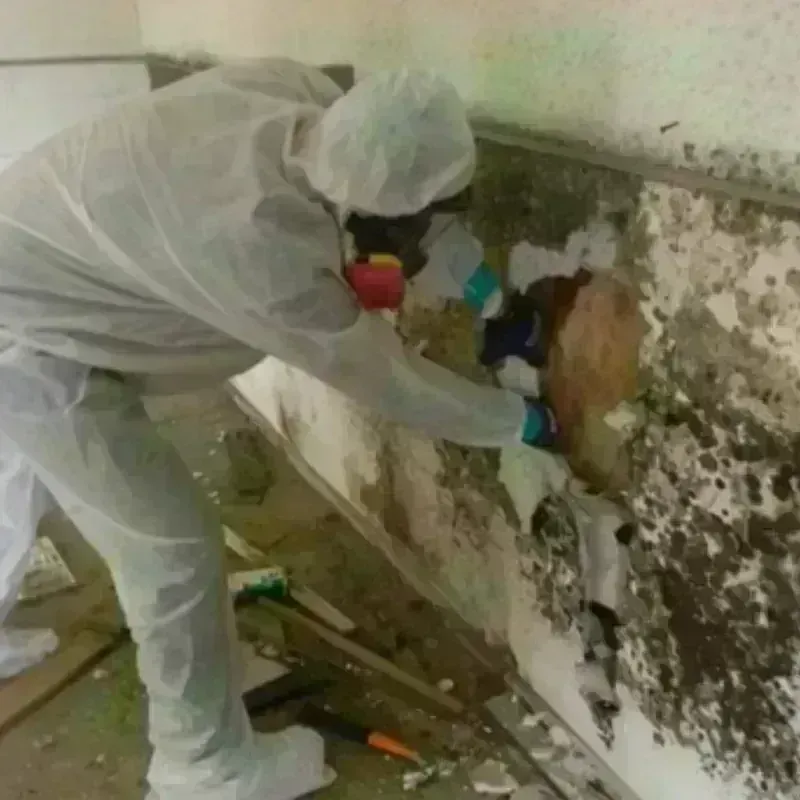 Mold Remediation and Removal in Chester Center, CT